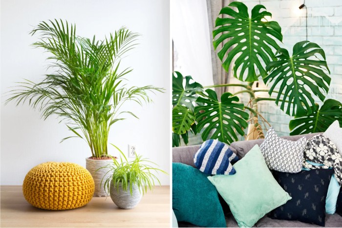 How to decorate your apartment with plants